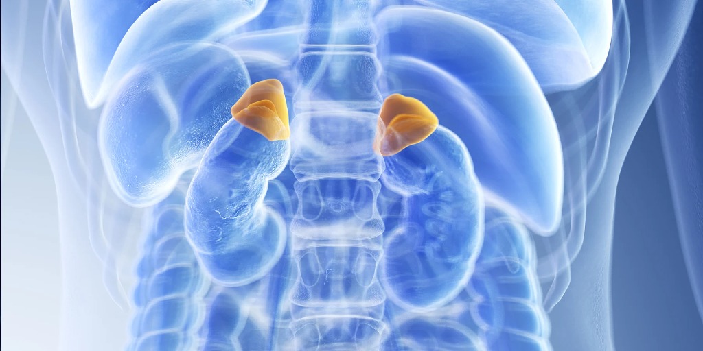 Understanding Adrenal Gland Surgery
