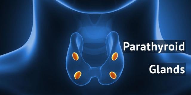 Understanding Parathyroid Surgery